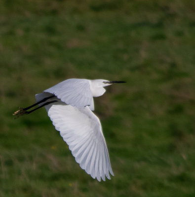 Little Egret