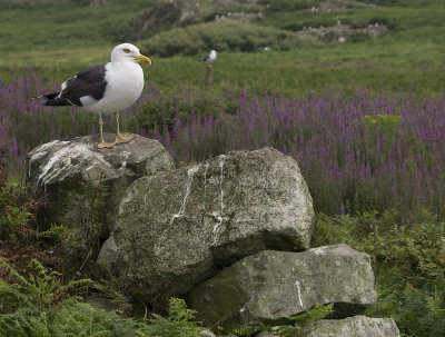 Great Black Backed Gull