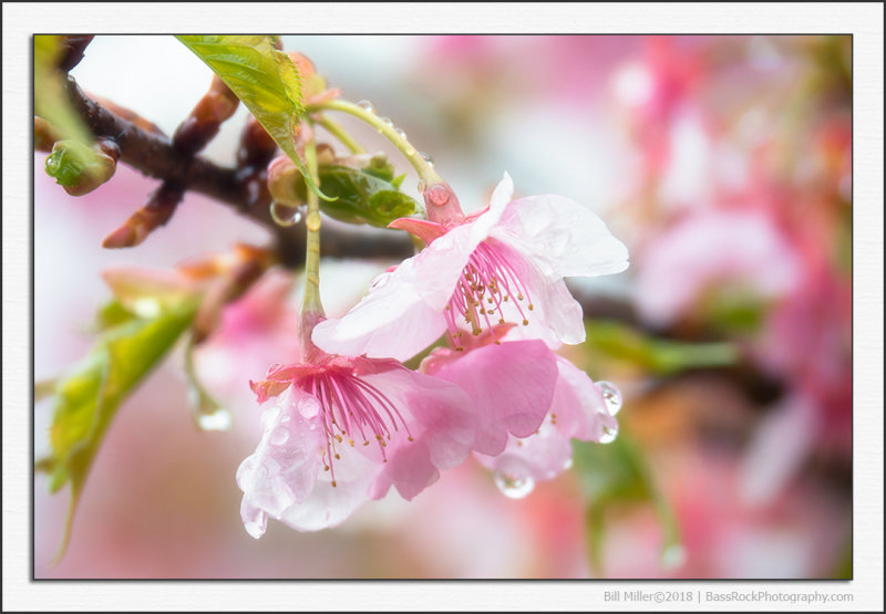 Sakura in the Rain