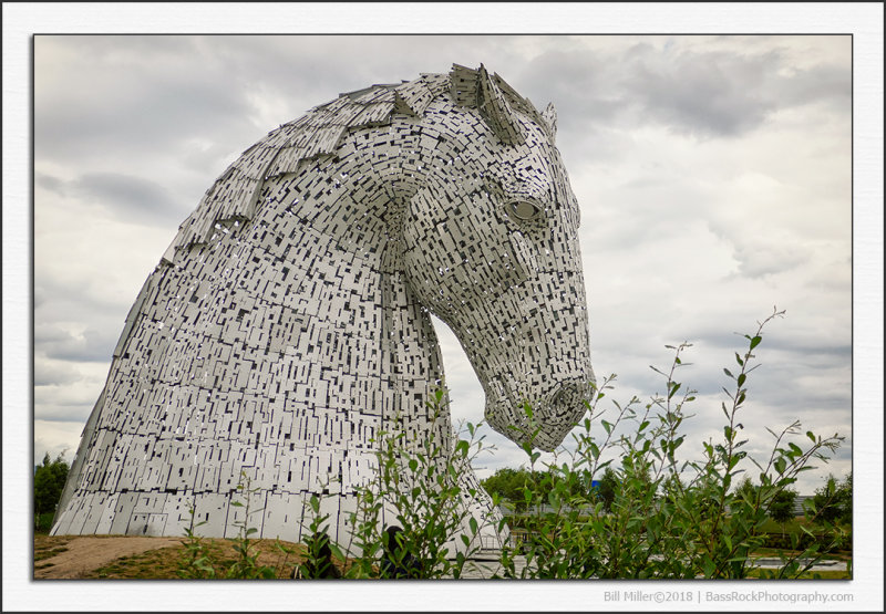 Kelpie