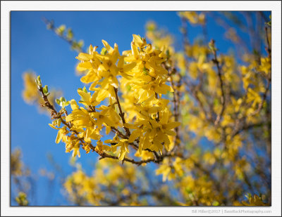 Forsythia