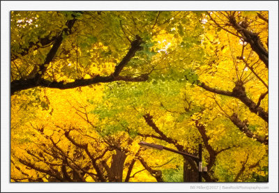 Tokyo Autumn