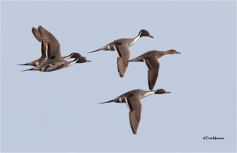  Northern Pintails  (courtship flight)