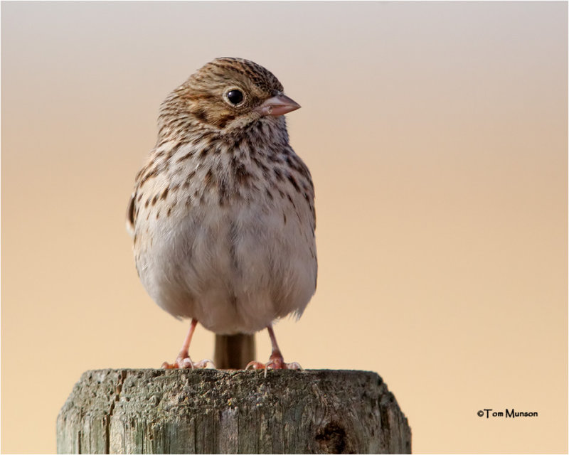  Vesper Sparrow 