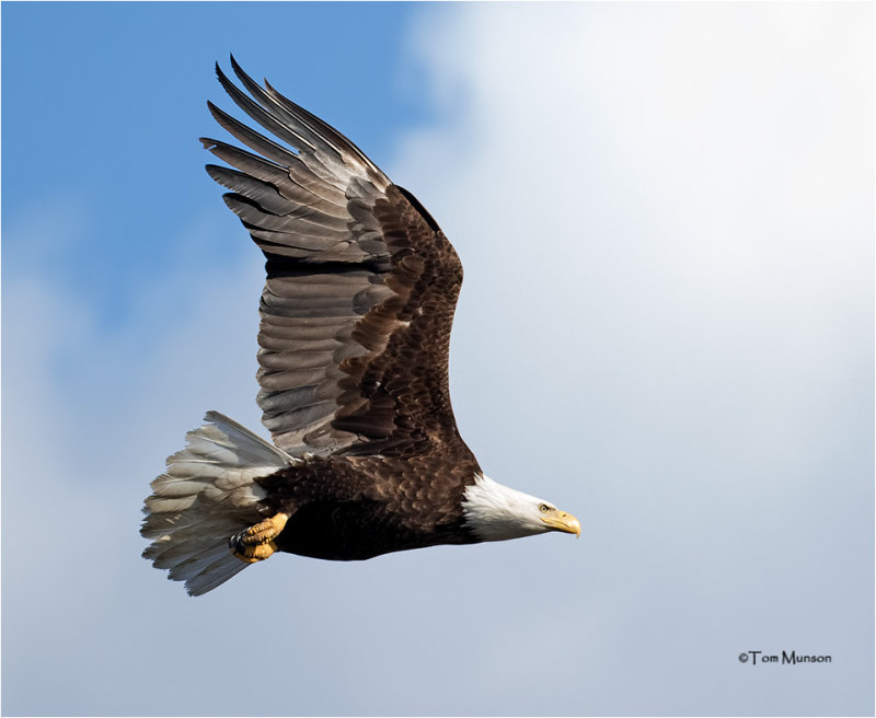  Bald Eagle 