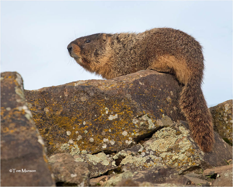  Yellow-bellied Marmot  