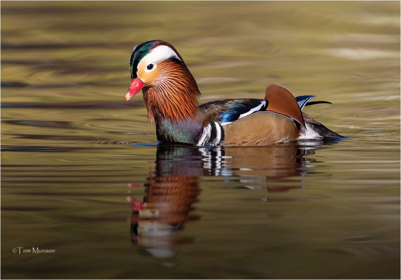  Mandarin Duck