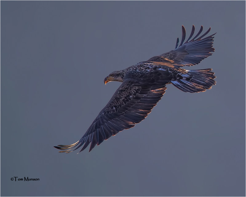  Bald Eagle