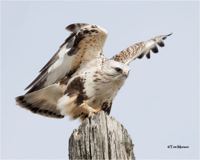  Rough-legged Hawk 