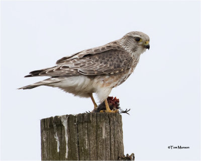  Merlin 