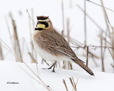  Horned Lark 