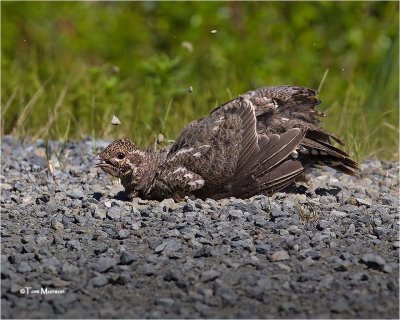  Spruce Grouse  dusting or rocking not much dust in the road