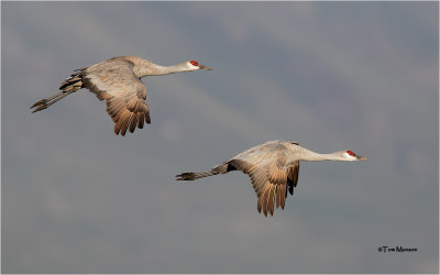  Sandhill Cranes (lesser northern)