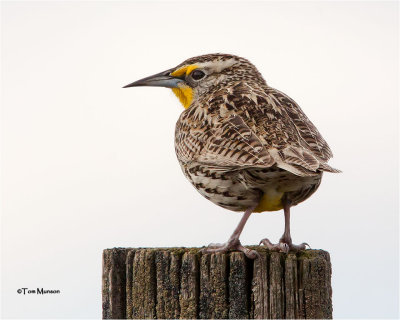  Western Meadowlark 