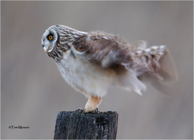  Short-eared Owl 