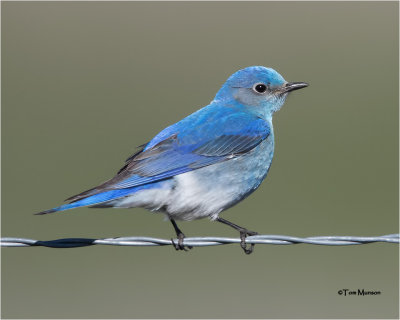 Mountain Bluebird