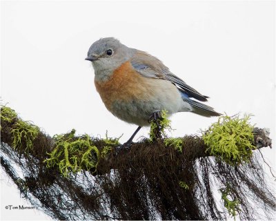 Western Bluebird (female)