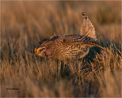  Sharp-tailed Grouse 