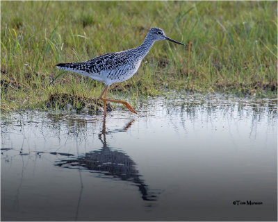  Greater Yellowlegs 