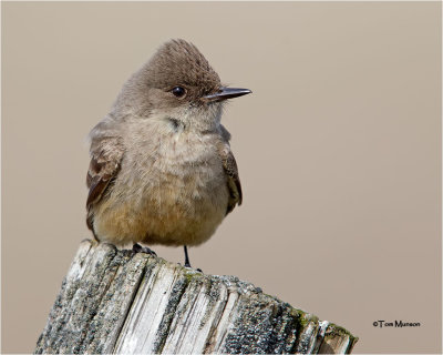 Say's Phoebe