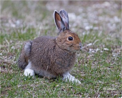  Snowshoe Hare 