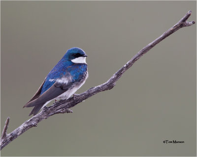  Tree Swallow 