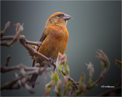 Red Crosbill  (male)