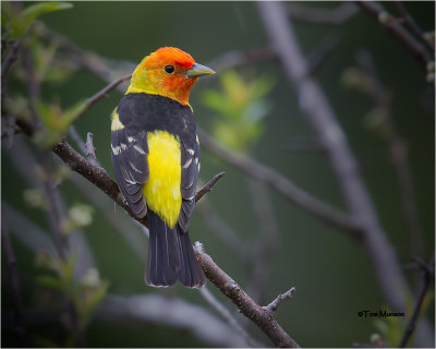  Western Tanager 