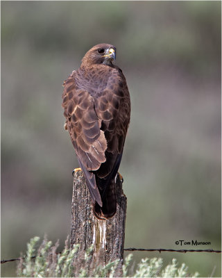  Swainson's Hawk 