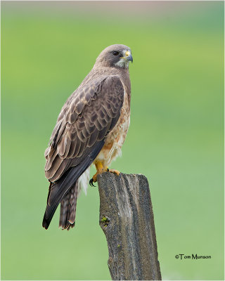 Swainson's Hawk 