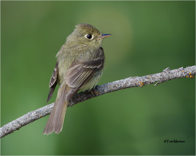 Pacific-slope Flycatcher