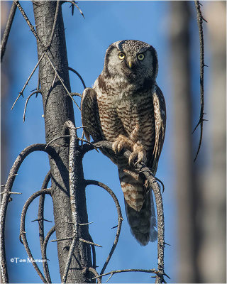  Northern Hawk Owl 