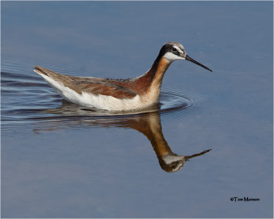 'Wilson's Phalarope