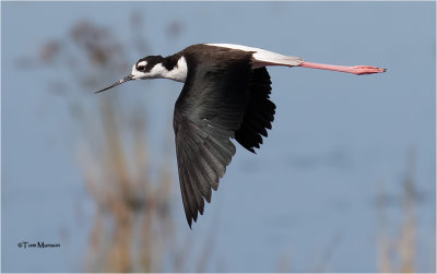  Black-necked Stint 