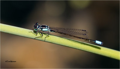  Pacific Forktail 