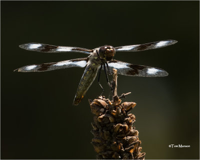  Eight-spotted Skimmer 