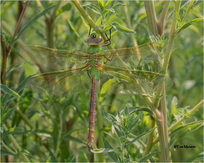  Common Green Darner 