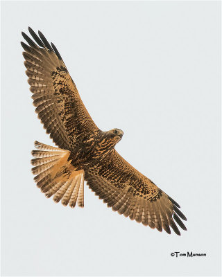  Swainson's Hawk   (juvenile)