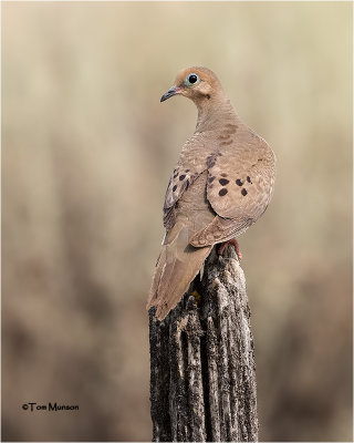  Mourning Dove 