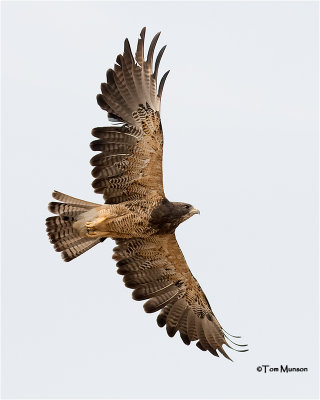  Swainson's Hawk 