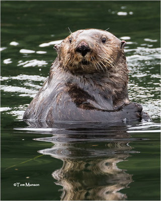  Sea Otter