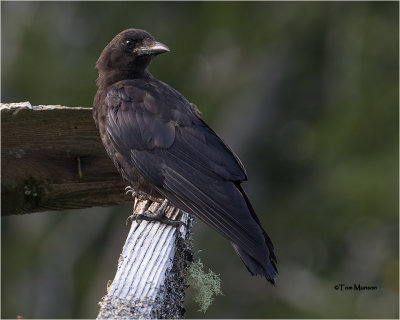  Northwestern Crow 