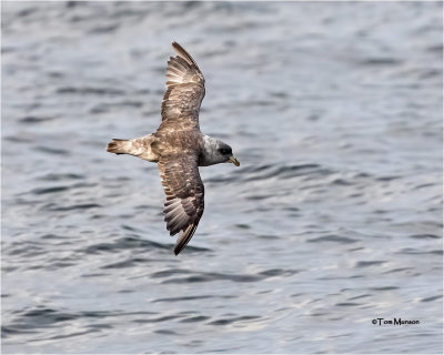 Northern Fulmar