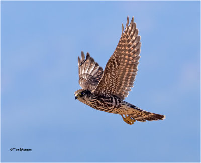  Merlin 