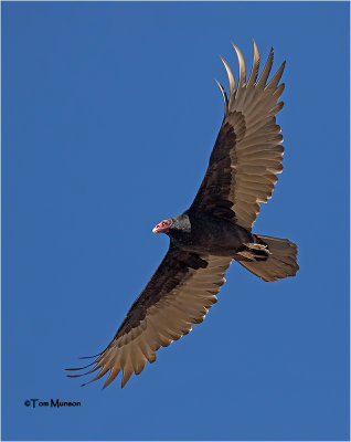  Turkey Vulture 
