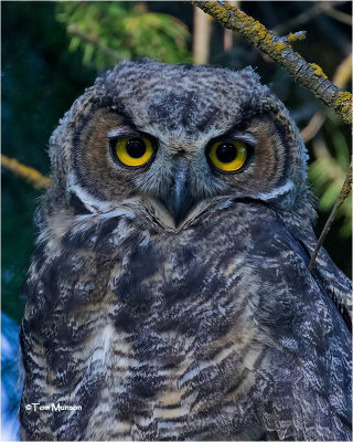  Great-Horned Owl 