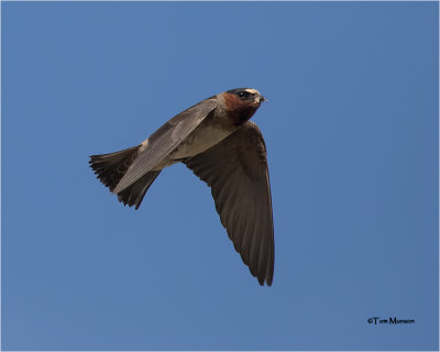  Cliff Swallow 