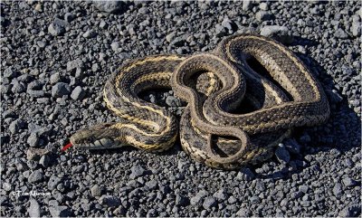  Garter Snake 