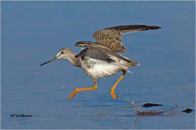  Greater Yellowlegs 