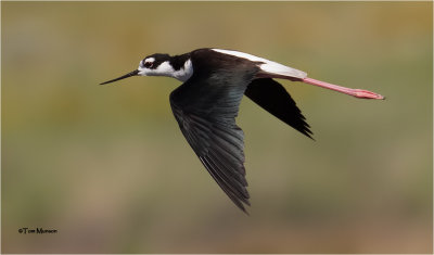  Black-necked Stilt